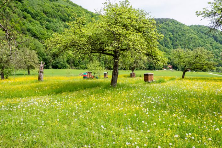 Blumenwiese