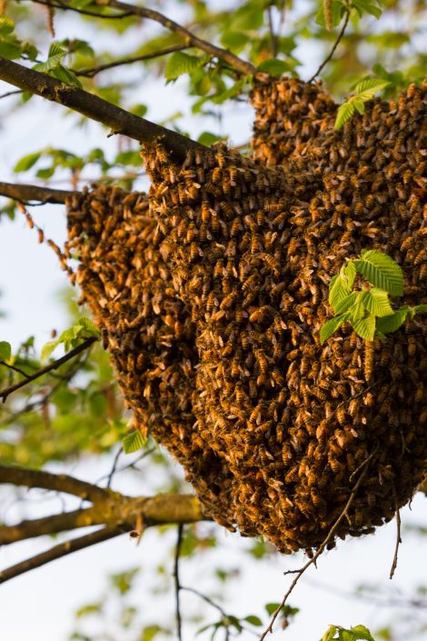 Bienenstock